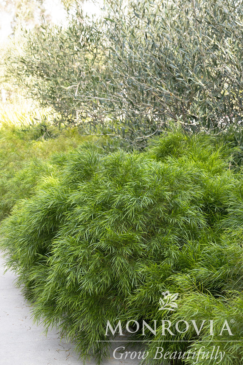 Monrovia Cousin Itt Acacia - Thumbnail 4