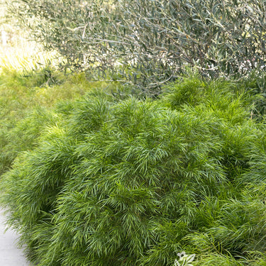 Cousin Itt Acacia - Monrovia