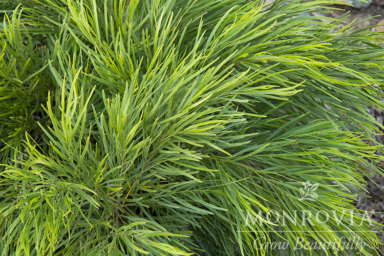 Monrovia Cousin Itt Acacia