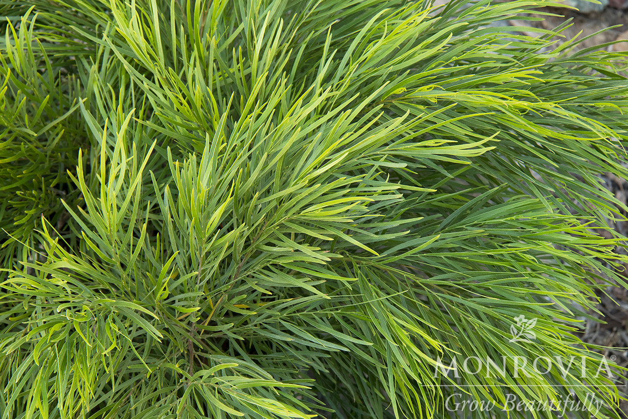 Monrovia Cousin Itt Acacia - Thumbnail 3
