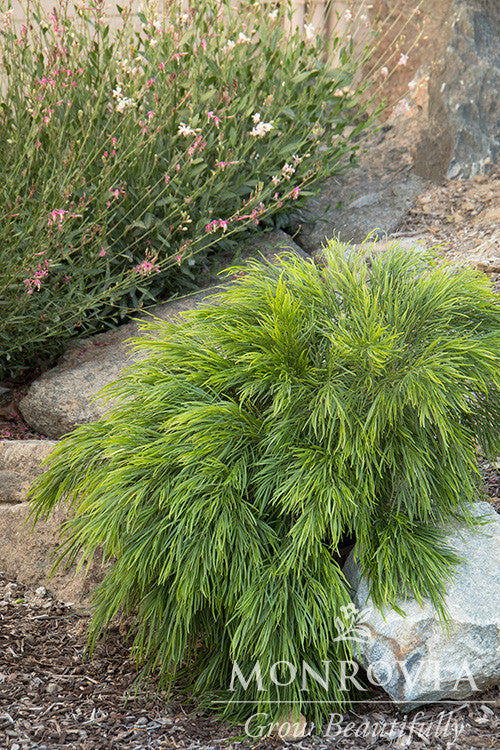 Monrovia Cousin Itt Acacia - Thumbnail 5