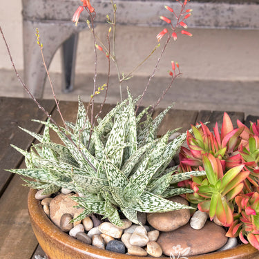 Retro Succulents® Guido Aloe - Monrovia