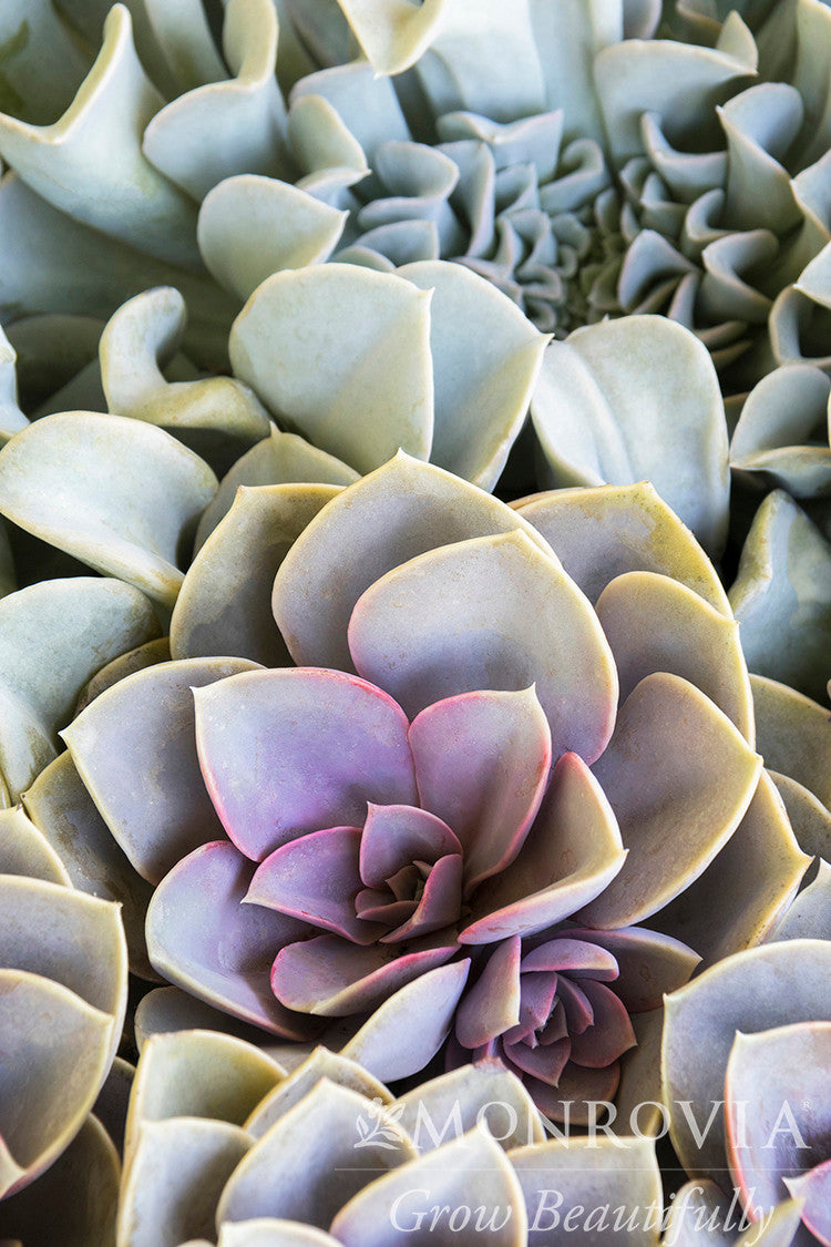 Perle von Nurnberg Echeveria