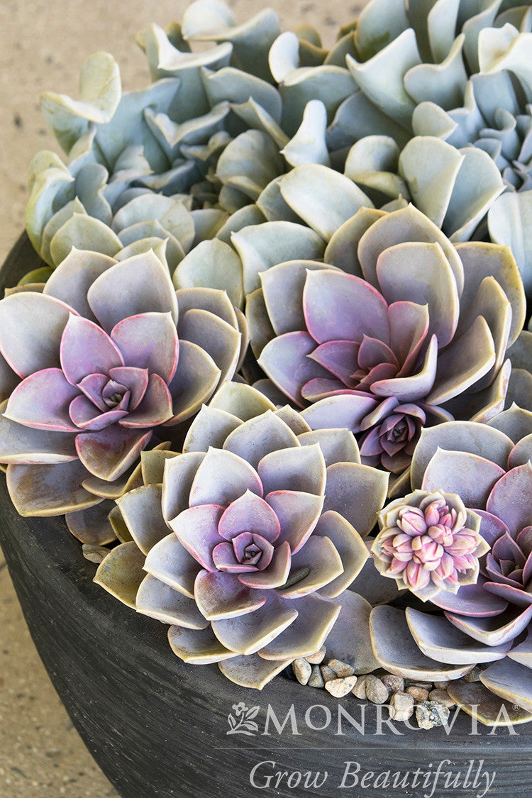 Perle von Nurnberg Echeveria - Thumbnail 2