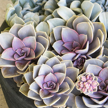 Perle von Nurnberg Echeveria - Monrovia