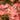Flower Carpet® Coral Rose - Monrovia