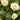 Summer Soul® Arabian Jasmine - Monrovia