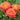 Burst of Joy Rose