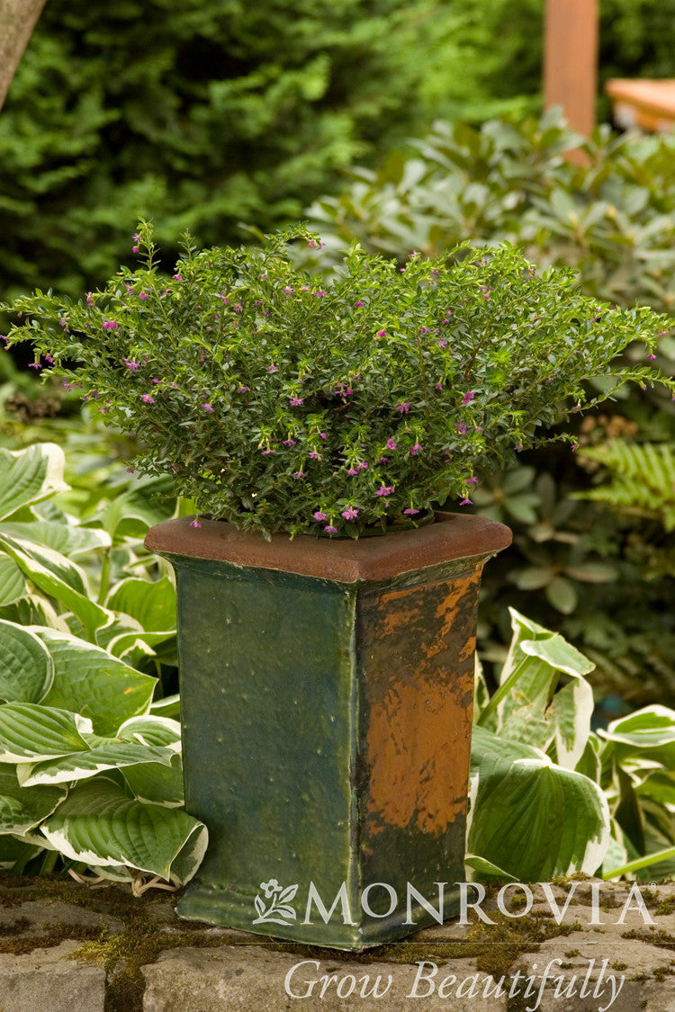 Itsy Bitsy Lilac False Heather