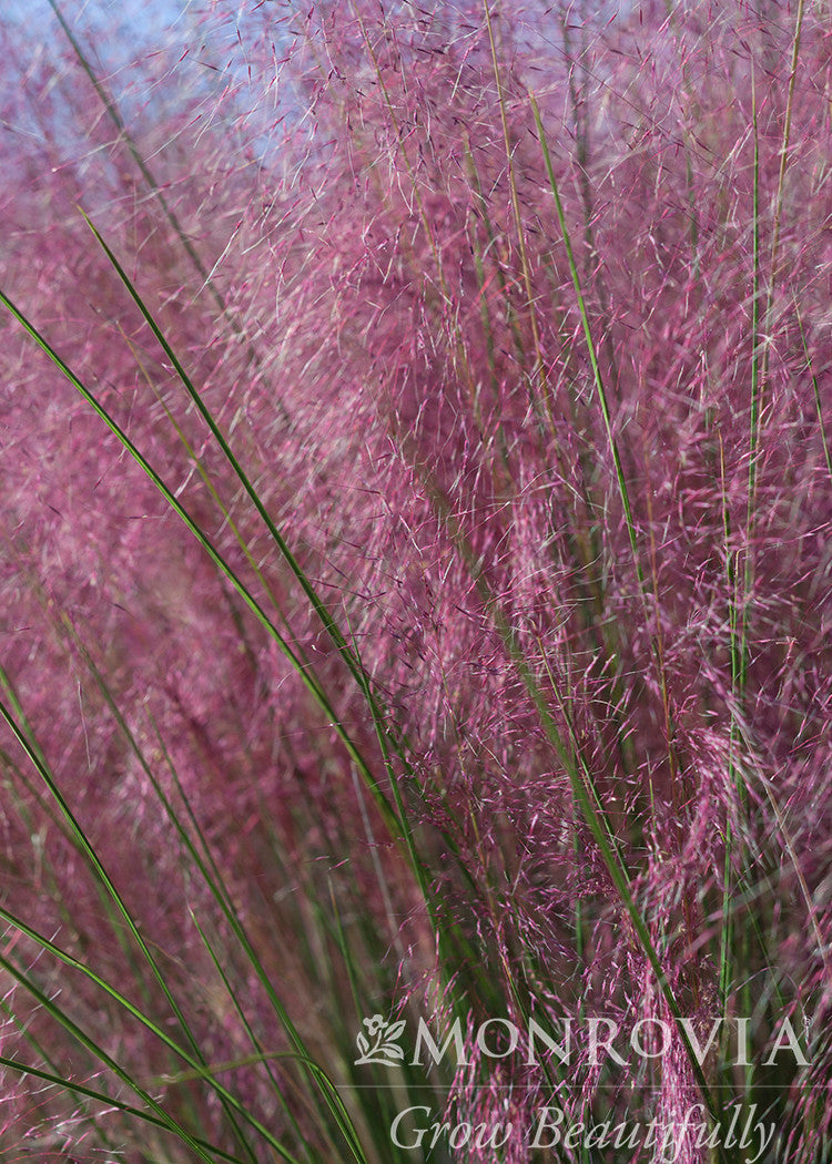 Plumetastic Pink Muhly Grass - Thumbnail 2