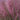 Plumetastic® Pink Muhly Grass - Monrovia