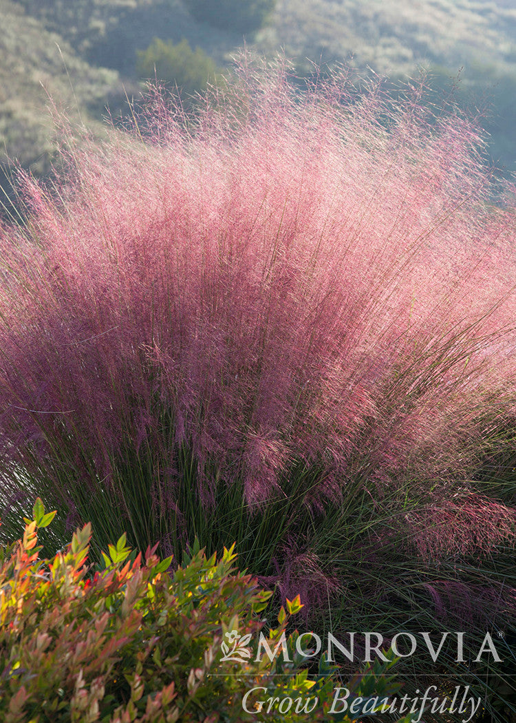 Plumetastic Pink Muhly Grass - Thumbnail 3
