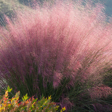 Plumetastic® Pink Muhly Grass - Monrovia