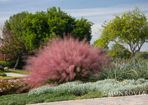 Pink Muhly Grass