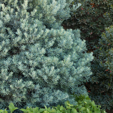 Icee Blue® Yellow-Wood - Monrovia