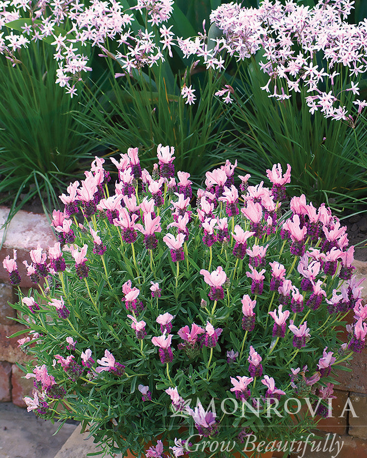 With Love Lavender - Thumbnail 2