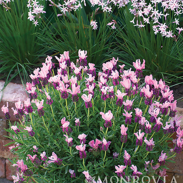 With Love Lavender - Monrovia
