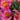Colorita® Eliane® Peruvian Lily - Monrovia