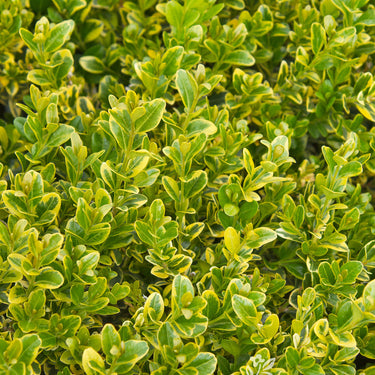 Golden Triumph Boxwood - Monrovia