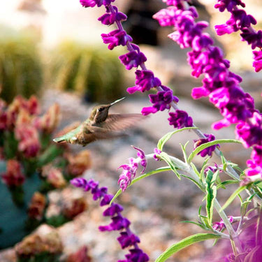 Santa Barbara Mexican Bush Sage - Monrovia