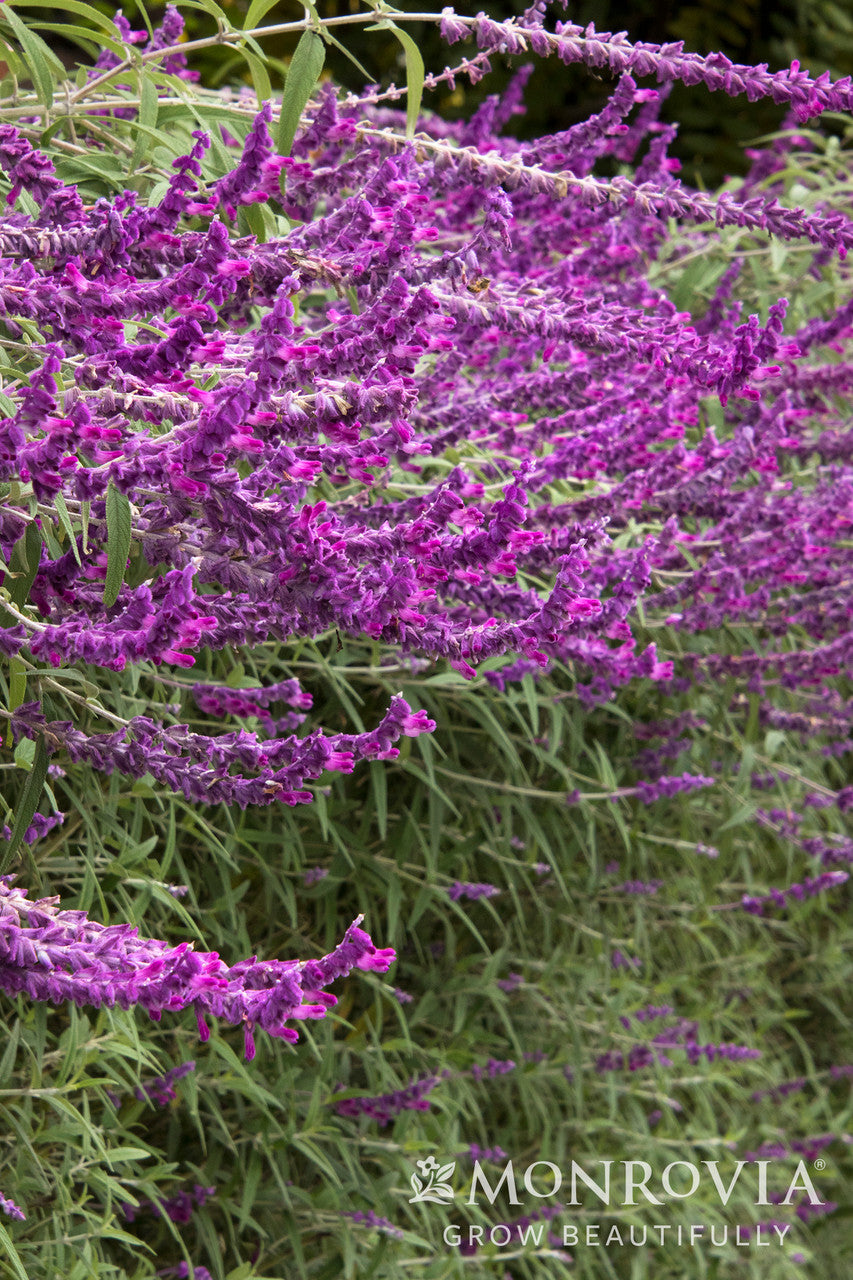 Santa Barbara Mexican Bush Sage - Thumbnail 4