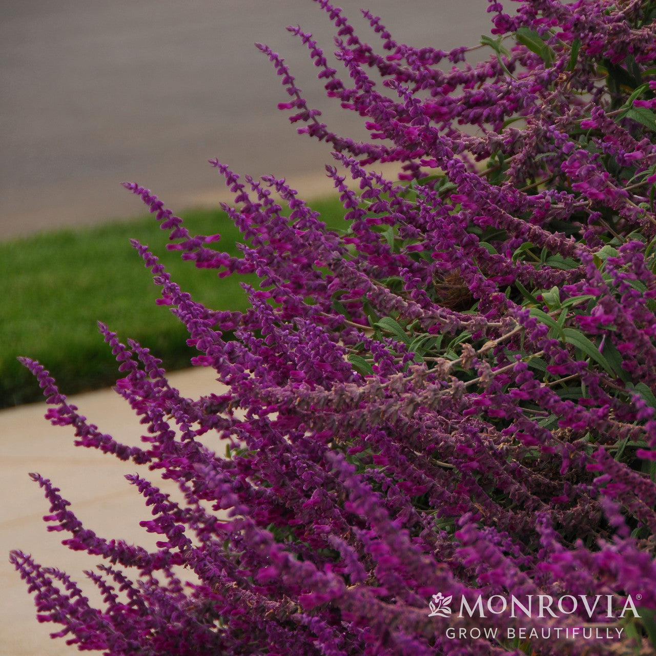 Santa Barbara Mexican Bush Sage - Thumbnail 2