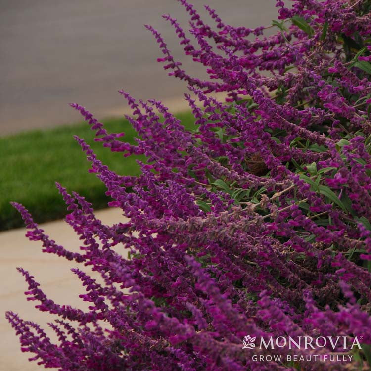 Santa Barbara Mexican Bush Sage - Thumbnail 5