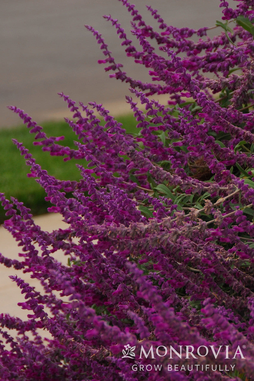 Santa Barbara Mexican Bush Sage