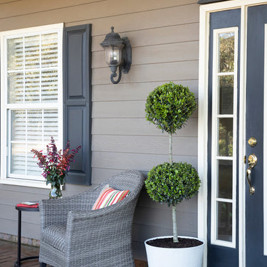 Emerald Colonnade® Holly - Monrovia