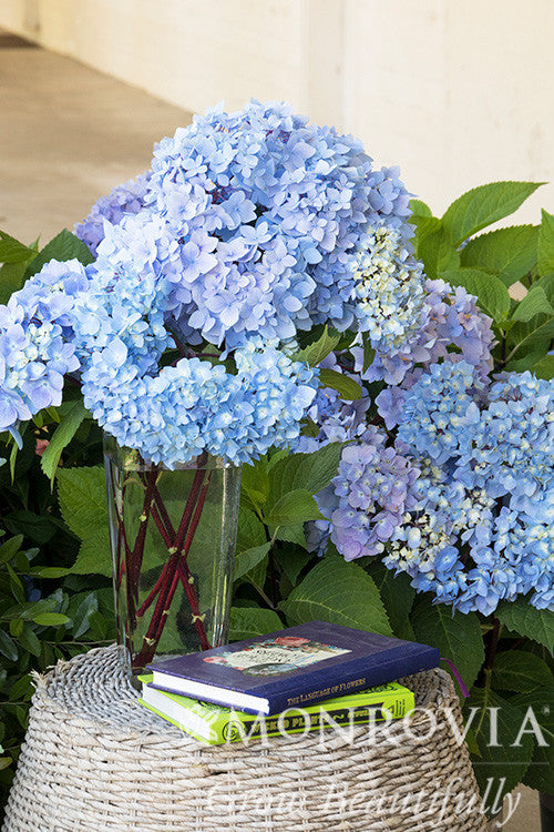 Hydrangea macrophylla 'Blue Enchantress' – Armstrong Garden Centers