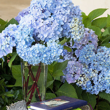 Blue Enchantress® Hydrangea - Monrovia
