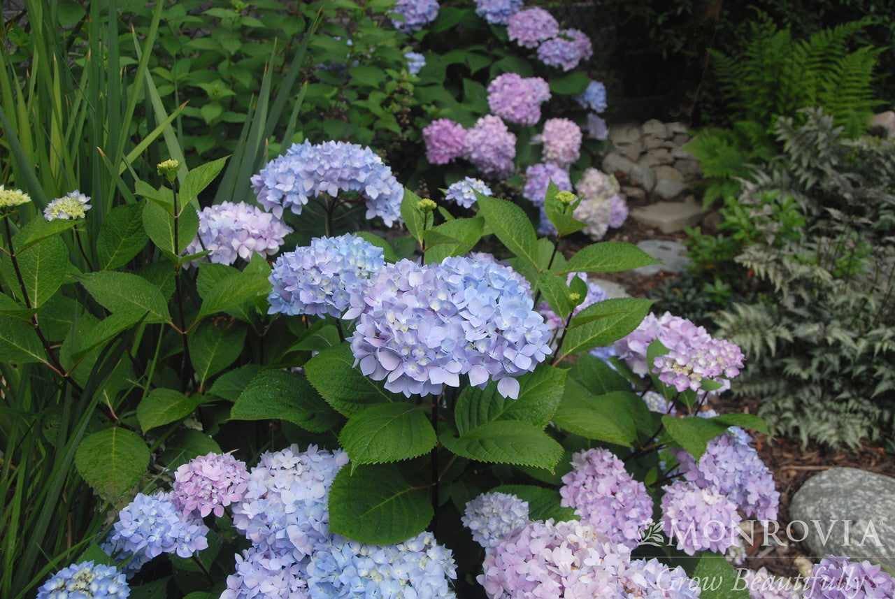 Hydrangea macrophylla 'Blue Enchantress' – Armstrong Garden Centers