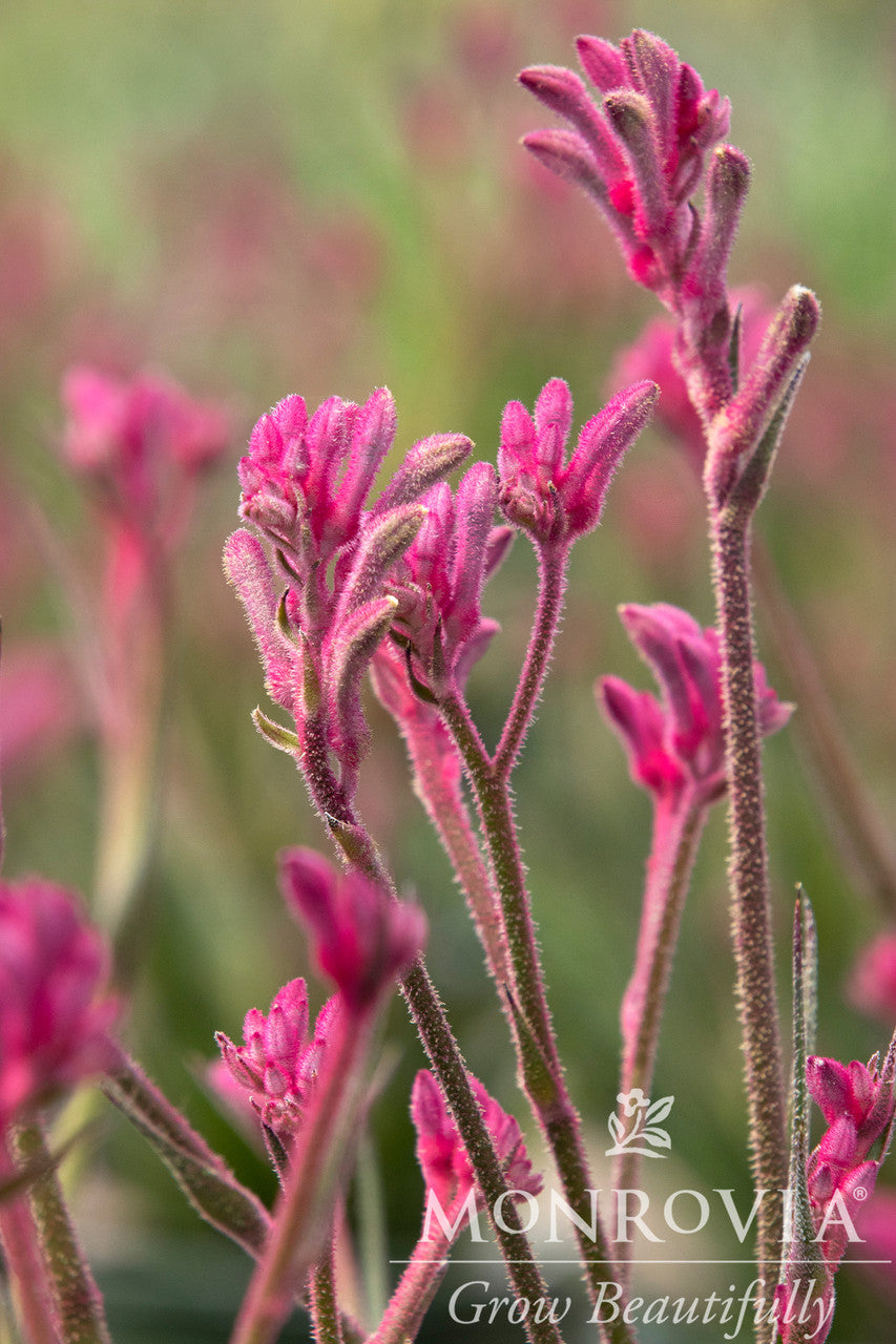 Kanga Pink Kangaroo Paw - Thumbnail 5