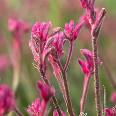 Kanga Pink Kangaroo Paw - Monrovia