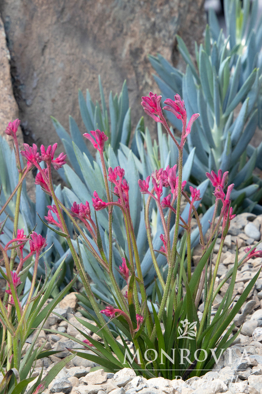 Kanga Pink Kangaroo Paw