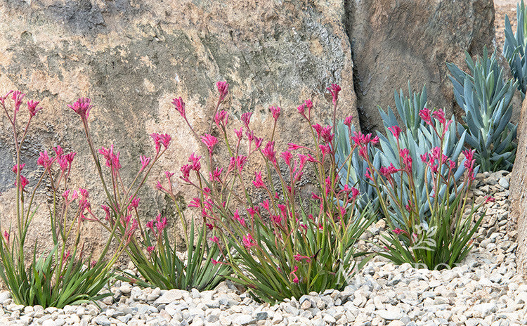 Kanga Pink Kangaroo Paw - Thumbnail 4