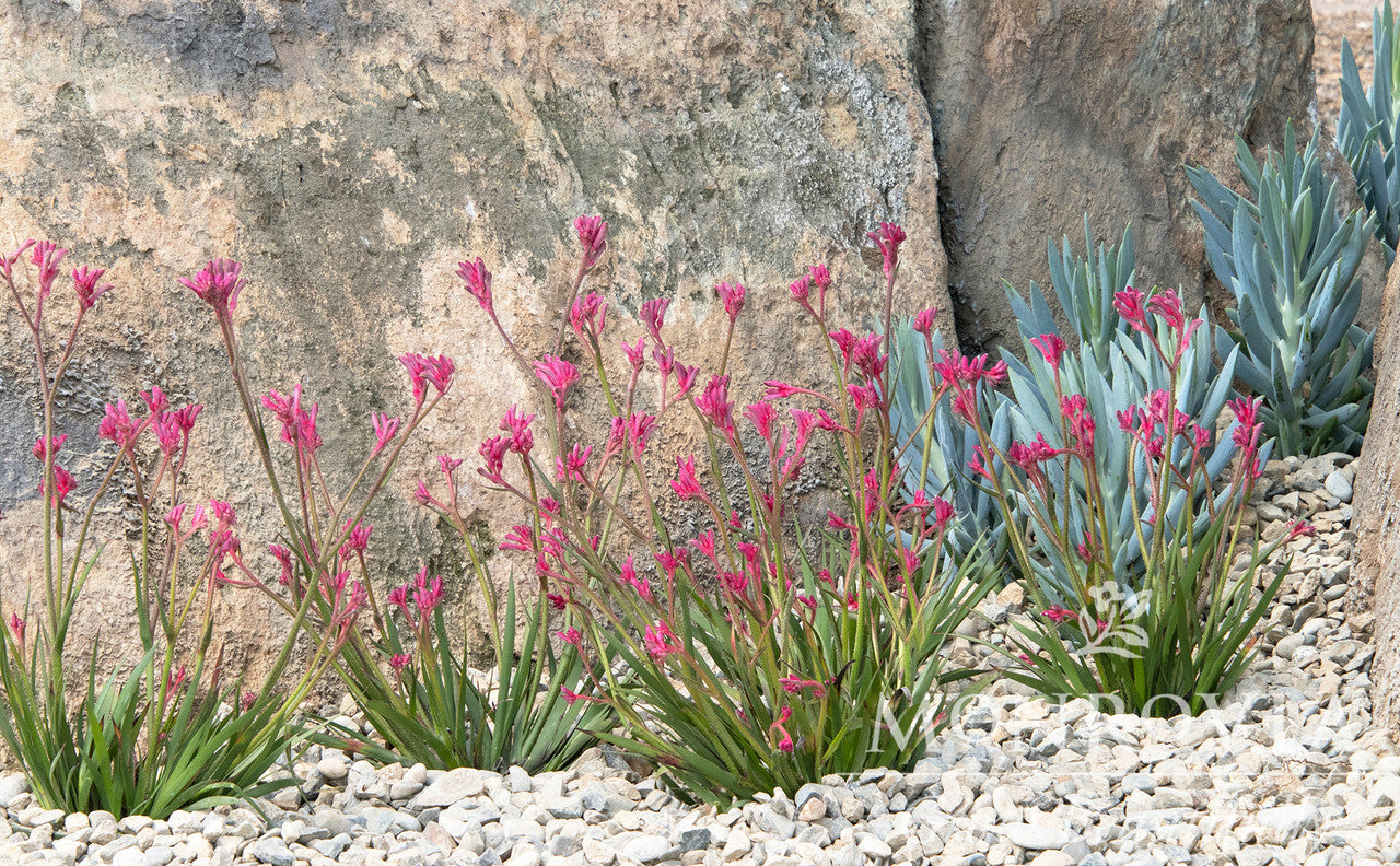 Kanga Pink Kangaroo Paw - Thumbnail 2