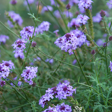 De La Mina Verbena - Monrovia