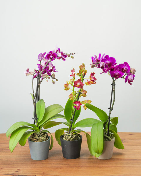 Mini Assorted Phalaenopsis Orchids