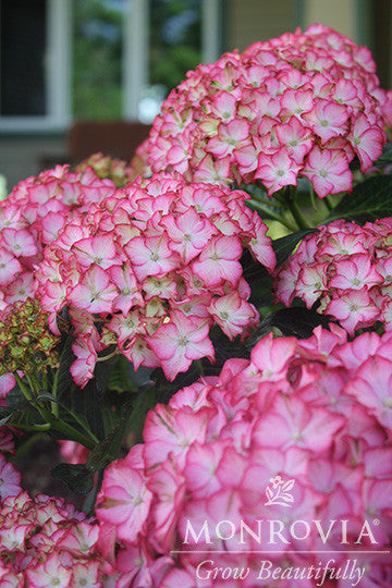 Seaside Serenade® Fire Island Hydrangea - Monrovia – Armstrong