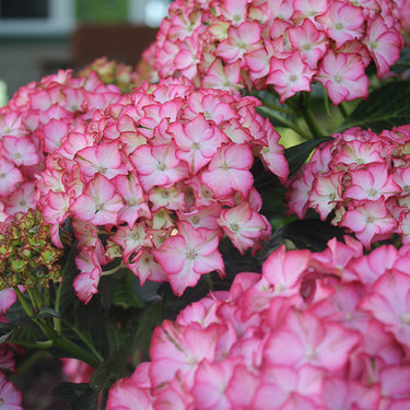 Seaside Serenade® Fire Island Hydrangea - Monrovia