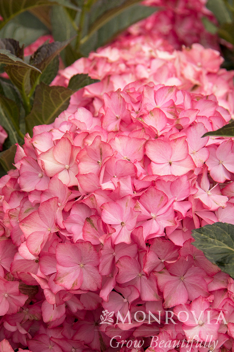 Seaside Serenade Hamptons Hydrangea - Thumbnail 2