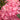Seaside Serenade® Hamptons Hydrangea - Monrovia