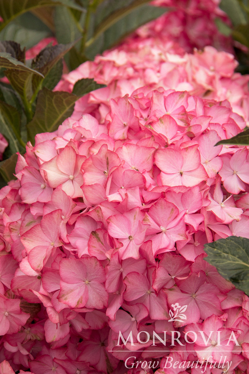 Seaside Serenade Hamptons Hydrangea - Thumbnail 3