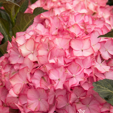 Seaside Serenade® Hamptons Hydrangea - Monrovia