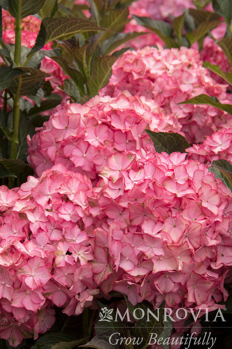 Seaside Serenade Hamptons Hydrangea - Thumbnail 4