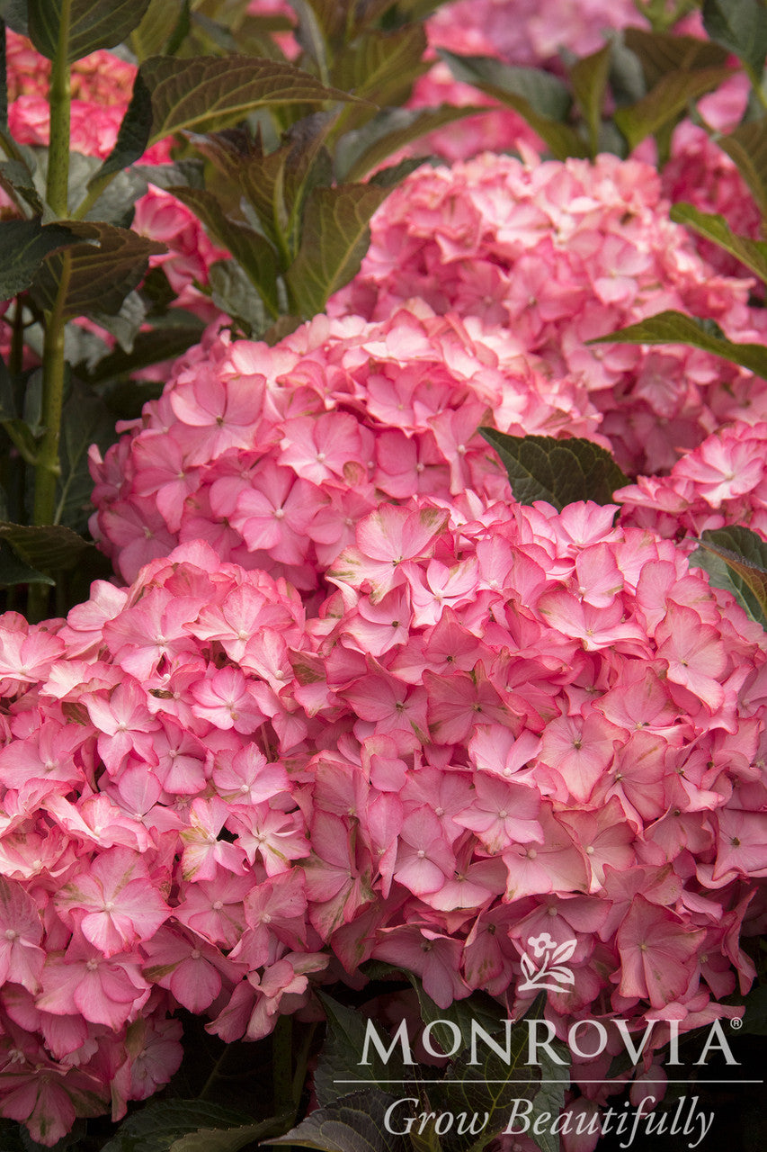 Seaside Serenade Hamptons Hydrangea