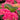 Seaside Serenade® Martha's Vineyard Hydrangea - Monrovia