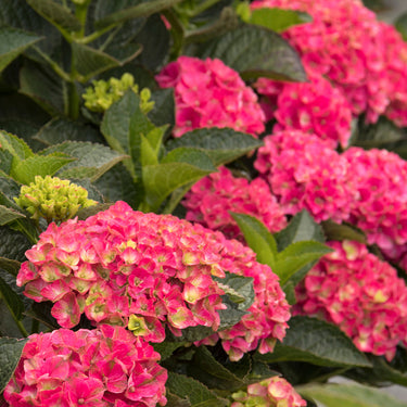 Seaside Serenade® Martha's Vineyard Hydrangea - Monrovia