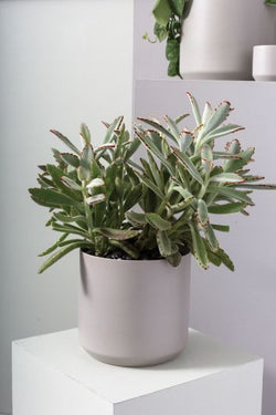 Kendall Grey Pot 8.5"x 9"